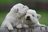 WESTIE 505